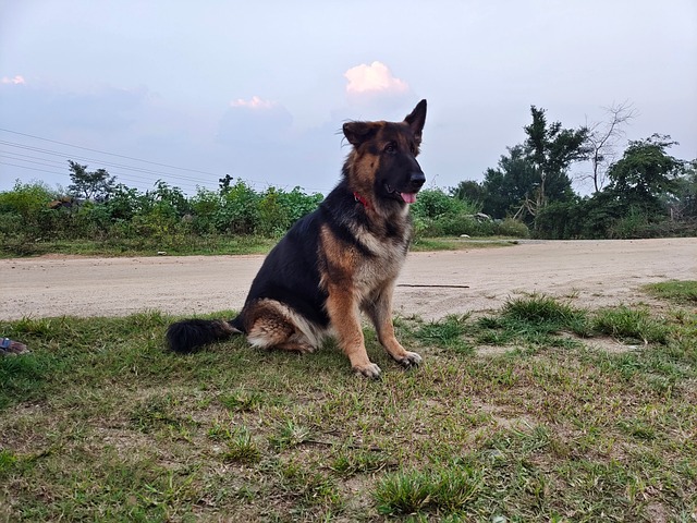 Coco, Perro, Mascota, Amigo, Ai Generado