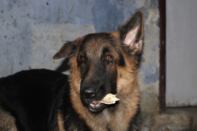 Perro, Mascota, Amigo, Ai Generado