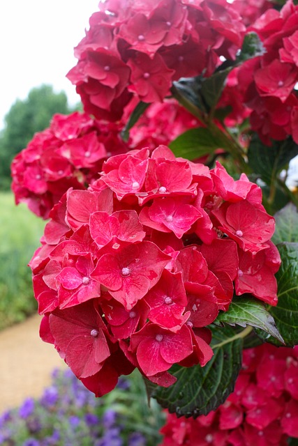 Free Hydrangea Bloom photo and picture