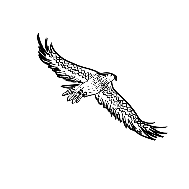 Free eagle birds raptor vector