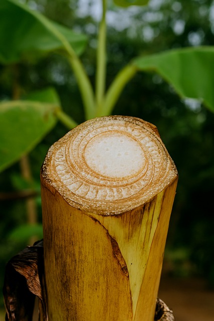 Free Banana Plant Banana Stem photo and picture
