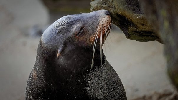Niedlich, Meer, Löwe, Kalifornien, Tier