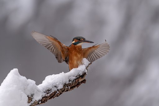 Free Kingfisher Nature photo and picture