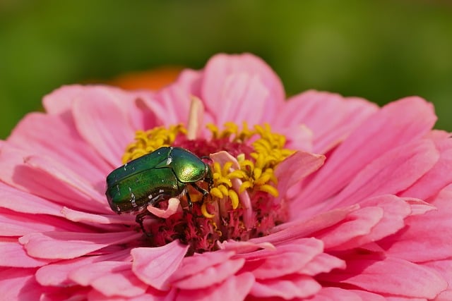 Rose Beetle Close Up - Free photo on Pixabay