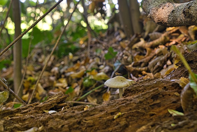 Sopp, Natur, Falle, Skogbunn