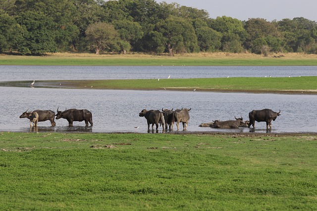 Free Buffalo Wildlife photo and picture