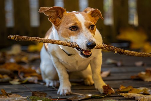Free Dog Jack Russell Terrier photo and picture