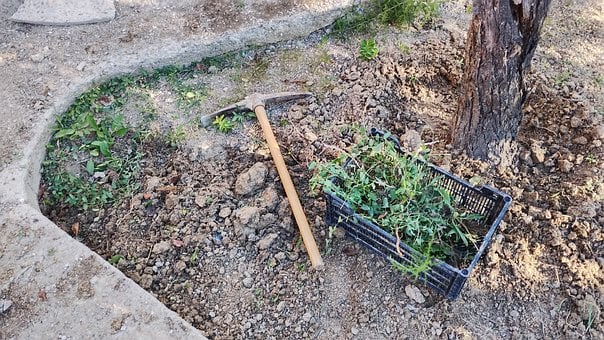 Free Field Orchard photo and picture