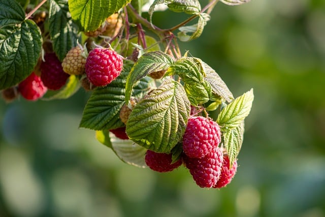 Ten Raspberries Raspberries Berries Fruit - Free photo on Pixabay
