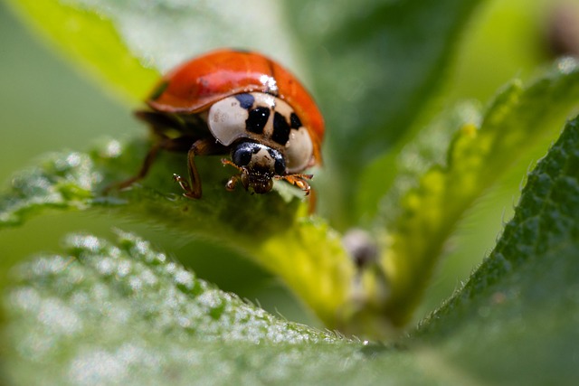 Free Ladybug Nature photo and picture