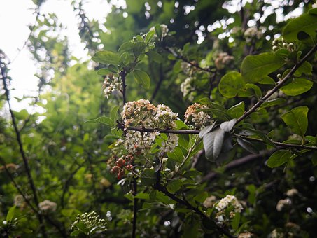 Free Chinaberry Nature photo and picture