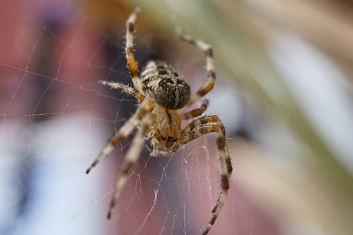 Free Spider Cobweb photo and picture