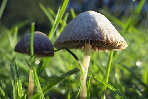 Free Mushroom Grass photo and picture