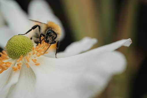 Free Bee Insect photo and picture