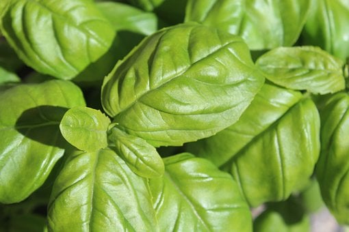 Busuioc, Frunze, Plante, Floră