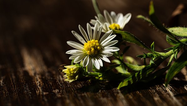 Free Frost Aster Flowers photo and picture