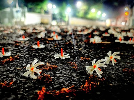 Free Night Flowering Jasmine Jasmine photo and picture