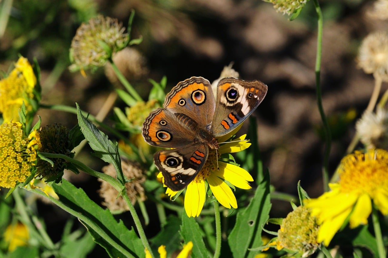 Butterfly - free online jigsaw puzzle photo