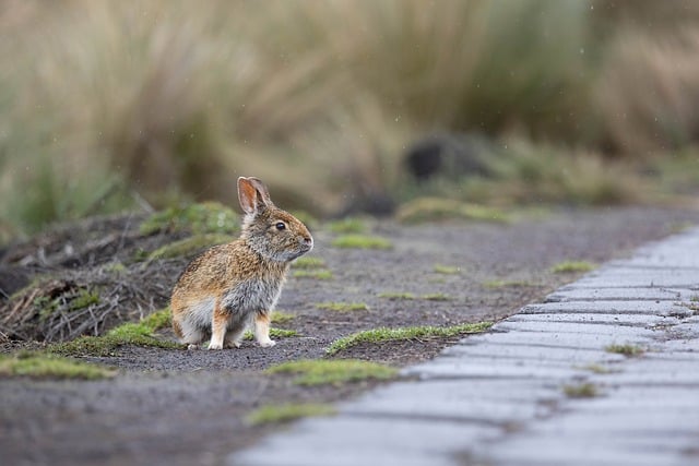 Free Rabbit Wild Rabbit photo and picture