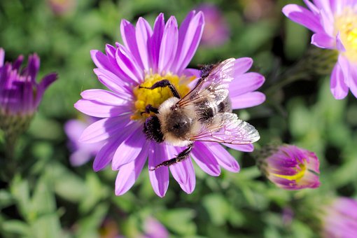 Biene, Sommer, Blume