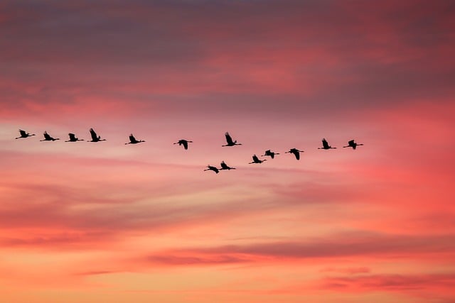 Cranes, birds, migratory birds and formation flight — photo by Studio_Lichtfang
