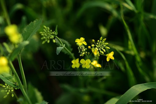 Free Flower Nature photo and picture