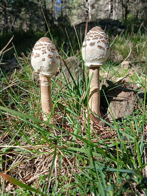 Natur, Svampe, Trommeflagermus, Ung