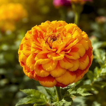 Rose, Nahaufnahme, 8K Tapete