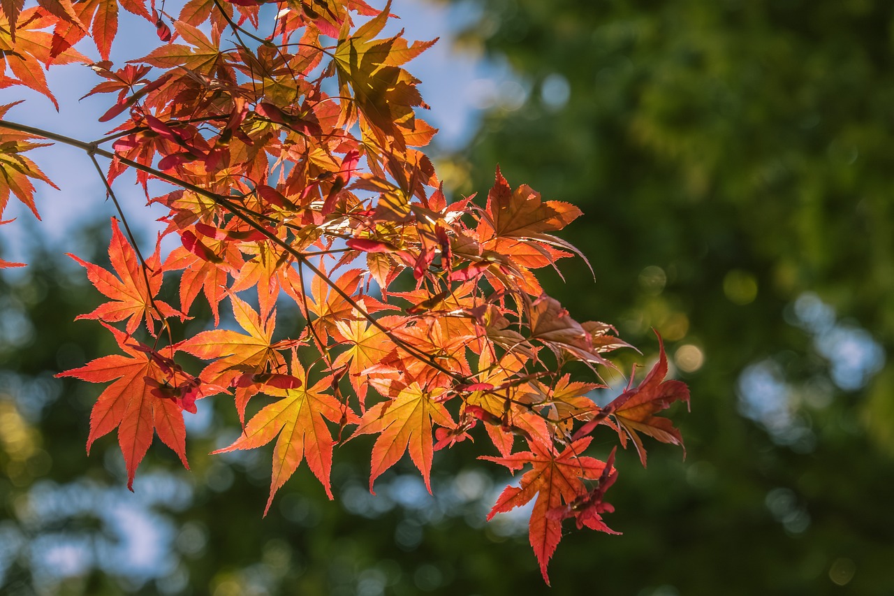 Leaves Fall Autumn - Free photo on Pixabay
