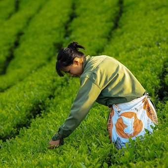 Plantación De Té, Cerro, Té, Montaña