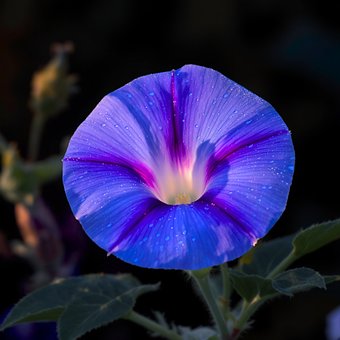 Farbenfrohe Blumen, Frühlingsblumen