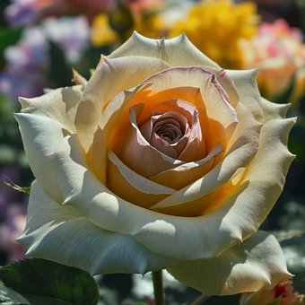 Blumen, Schöne Blumen, Blühende Blumen