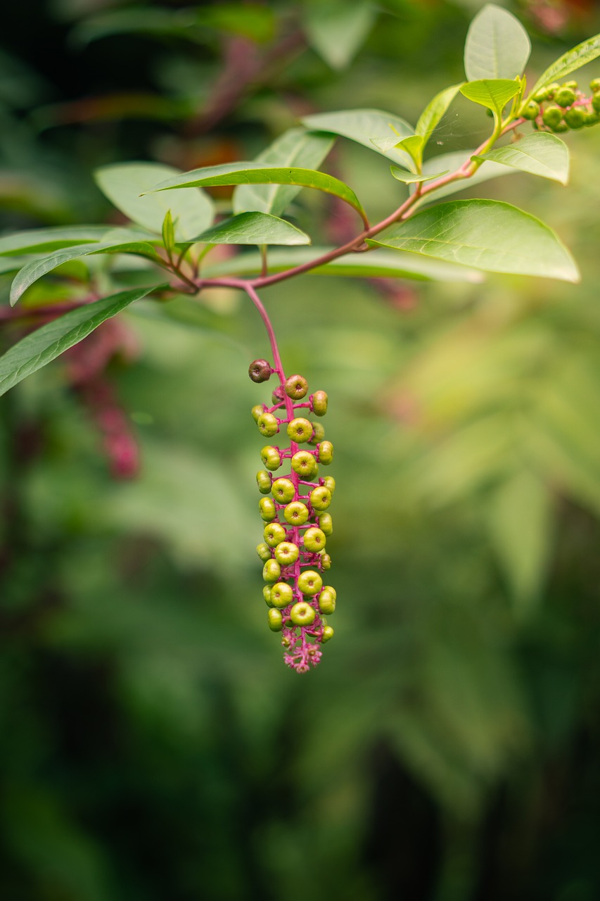 Nature Berries Plant - Free photo on Pixabay