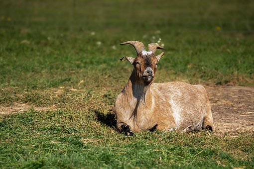 Free Goat Agriculture photo and picture