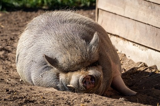 Free Pig Pot-Bellied Pig photo and picture