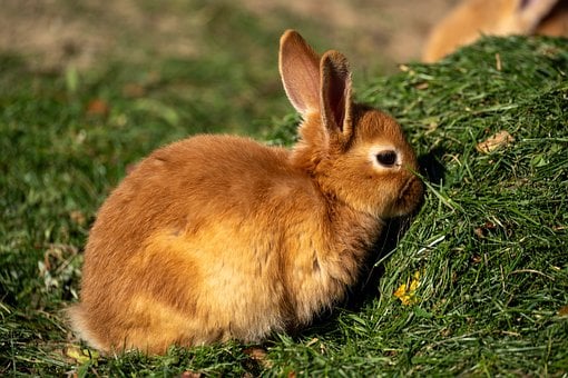 Free Rabbits Rabbit photo and picture