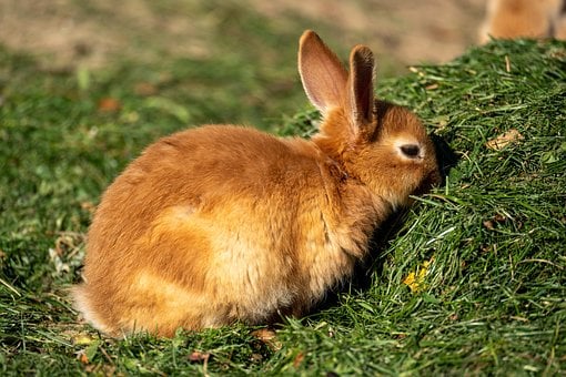 Free Rabbits Rabbit photo and picture