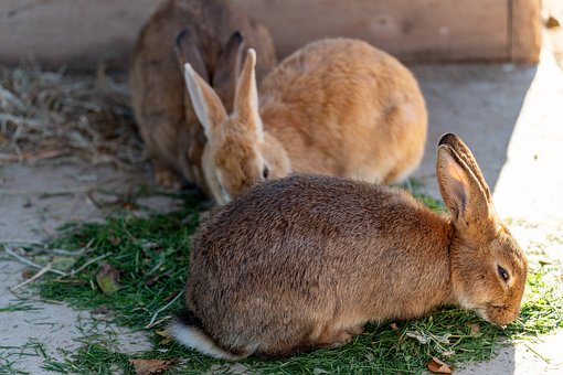 Free Rabbits Rabbit photo and picture