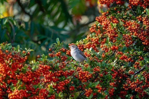 Free Sparrow Bird photo and picture