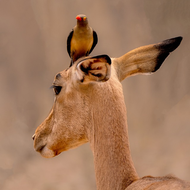 Free Impala Maggot Hackers photo and picture