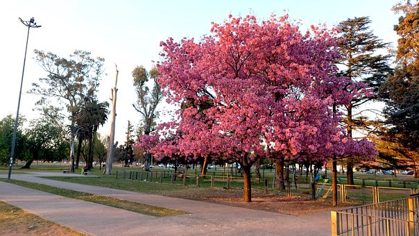Free Park Cordoba photo and picture