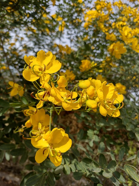 Free Flower Yellow photo and picture