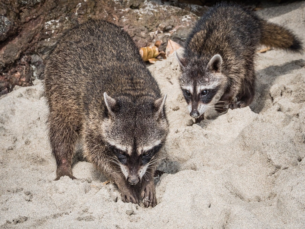 Racoon Nature Animal - Free photo on Pixabay