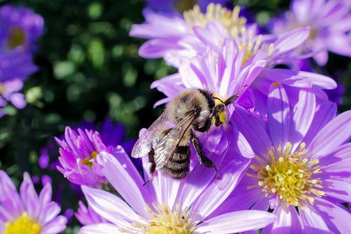 Biene, Blume, Aster