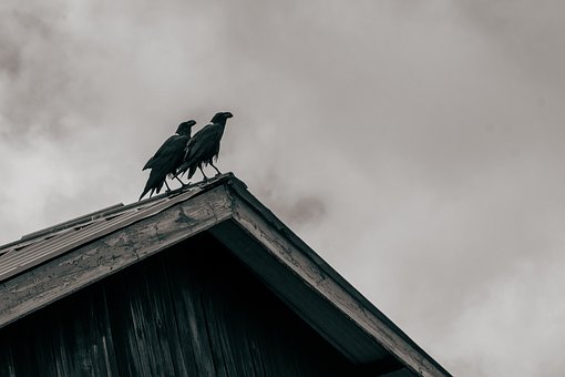 Krager, Lade, Død, Fugle, Undergang