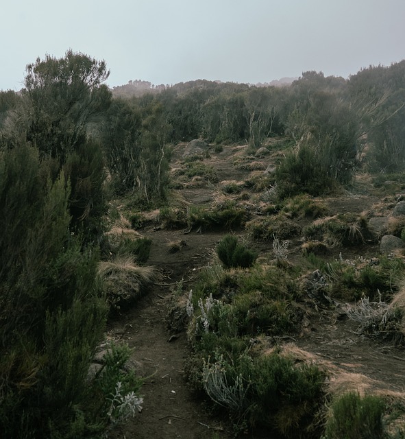 Tåget, Sti, Vandreture, Natur, Tanzania