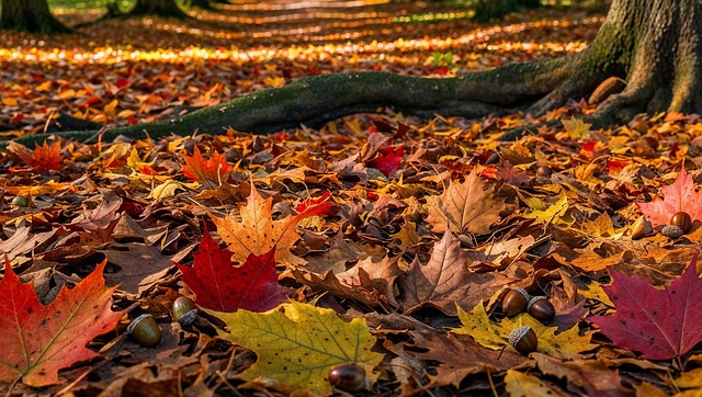 Free autumn fall leaves illustration