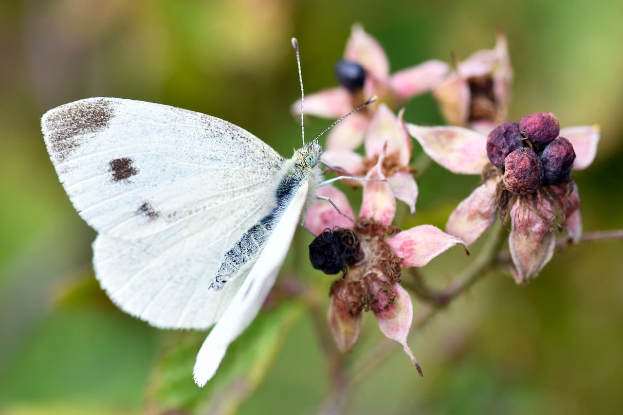 White Beautiful Insect Butterfly White Insect - Free photo on Pixabay
