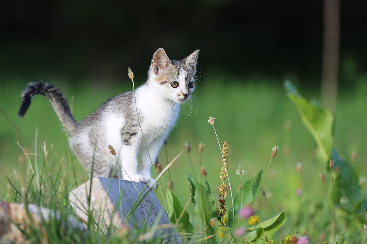 Kitten - free online jigsaw puzzle photo