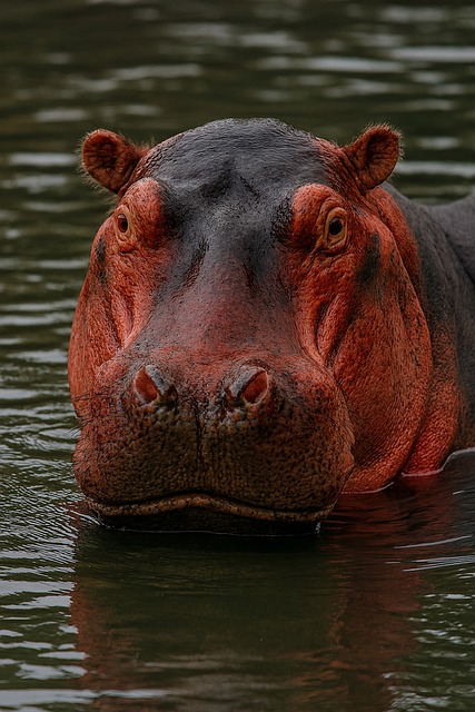 Free Hippopotamus Hippo illustration and picture